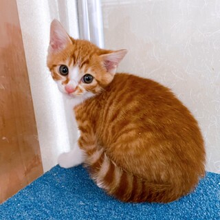 家族が出来ました!茶白♂ハリー♡