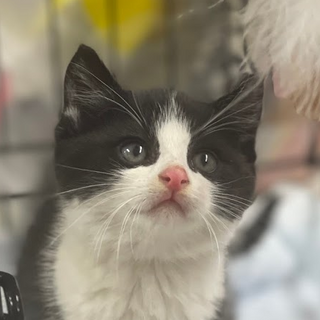 募集停止ハチワレ男子⭐️リオ