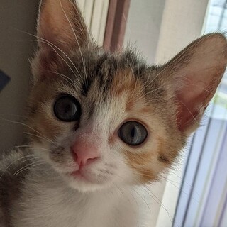 募集一時停止　ミケ女の子　つくしちゃん