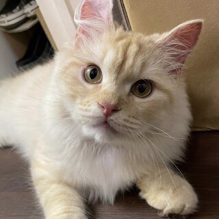 珍しいキンカロウの男の子-9ヶ月の甘えん坊さん