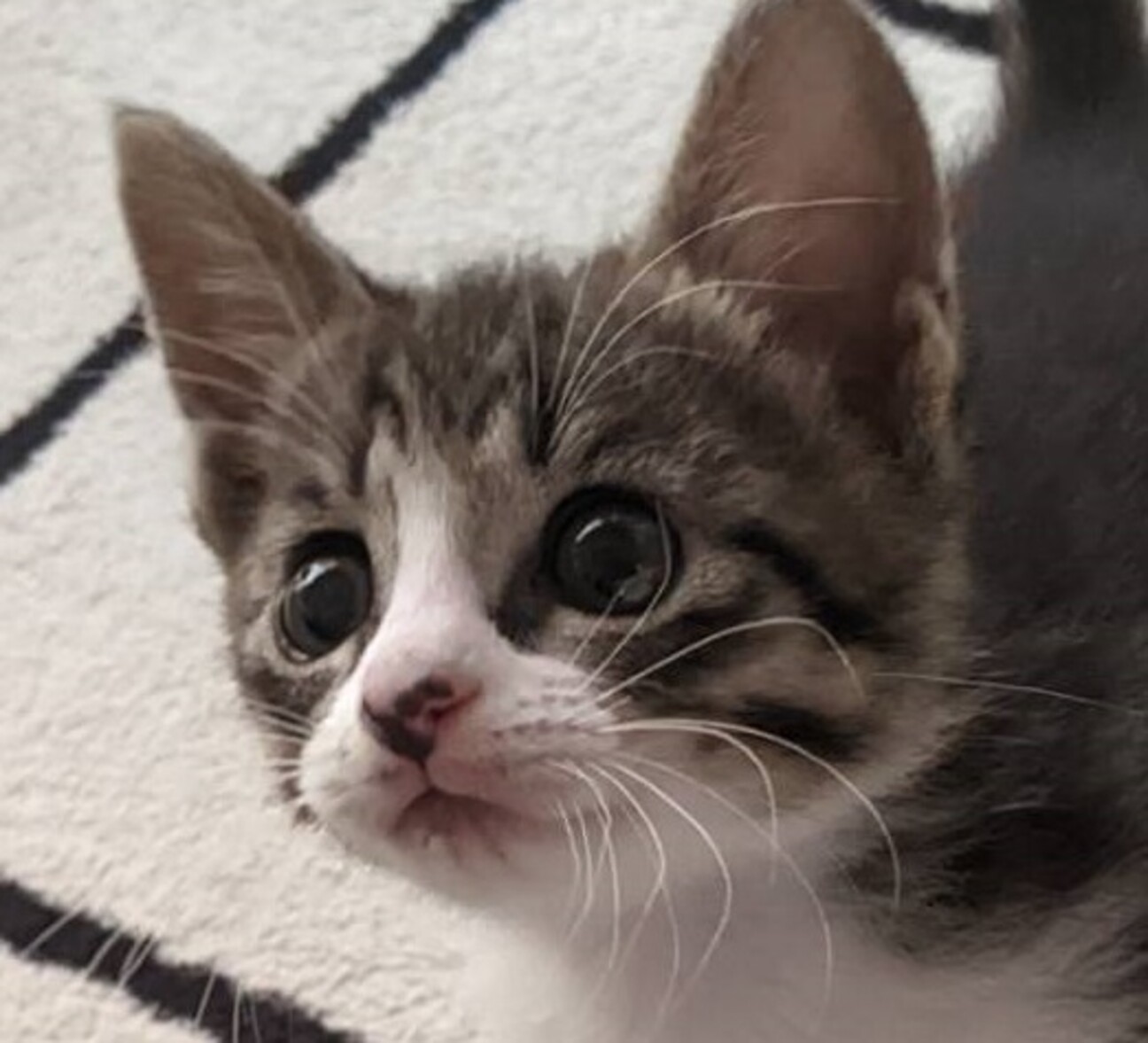 まんまる目とピカチュウ風 岡山県 猫の里親募集 ペットのおうち 月間利用者150万人