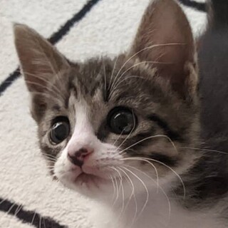 まんまる目とピカチュウ風しっぽ☆キジ白男子　ゆきち