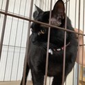 ぽっちゃり黒猫くん