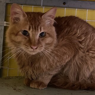 1歳くらいの長毛の男の子