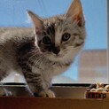 【子猫、生後3週間位】グレーキジトラ女の子です