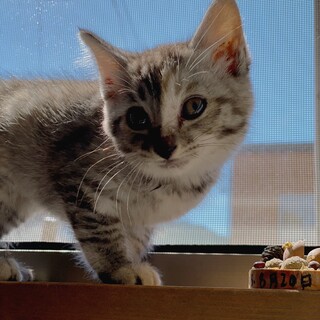 【子猫、生後3週間位】グレーキジトラ女の子です