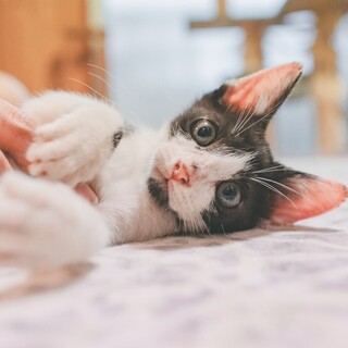 顎髭模様が個性的な甘えん坊のかつおくん