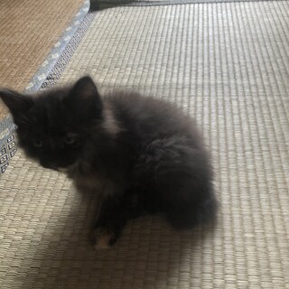 ウサギっぽい子猫とサビ猫