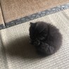 ウサギっぽい子猫とサビ猫 サムネイル2