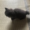 ウサギっぽい子猫とサビ猫 サムネイル3