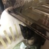 ウサギっぽい子猫とサビ猫 サムネイル4