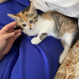 三毛猫メス2ヶ月
