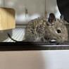 デグー1匹の里親を募集します。 サムネイル2