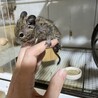 デグー1匹の里親を募集します。 サムネイル3