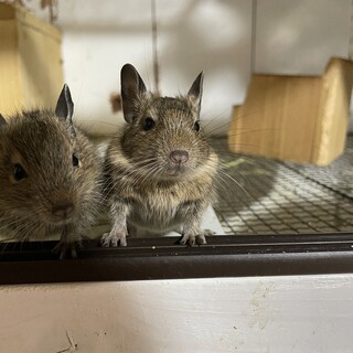 デグー1匹の里親を募集します。