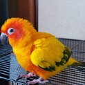 コガネメキシコインコ