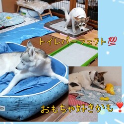 「倉敷っ子ルディちゃんのまたまた幸せ便り」サムネイル2