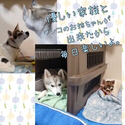「倉敷っ子ルディちゃんのまたまた幸せ便り」サムネイル3