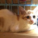 3ヶ月未満の子猫の里親募集