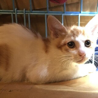 3ヶ月未満の子猫の里親募集