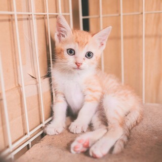 元気いっぱい茶白子猫のしゃけまよちゃん