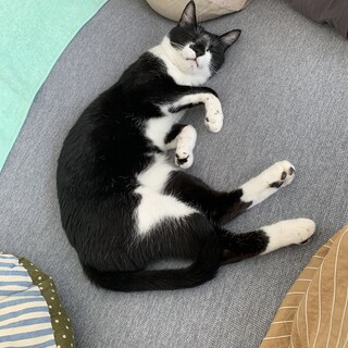 娘が猫アレルギーになってしまった為
