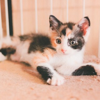 【兄妹ペア】ふわふわ三毛子猫のめんたいこちゃん