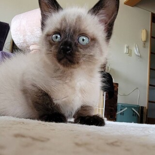 たぬきちゃんみたいなグレちゃん