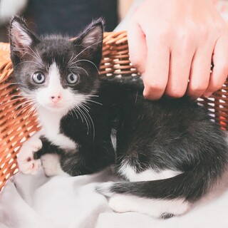 【兄妹ペア】マスク模様ハチワレのたかなくん