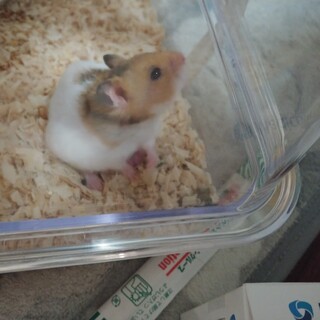 ゴールデンハムスター