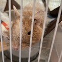 デグー保護しました。里親募集します！
