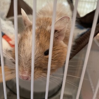 デグー保護しました。里親募集します！