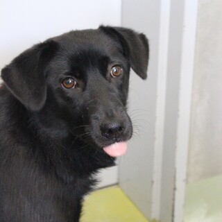 慣れたら甘えん坊のショコラちゃん