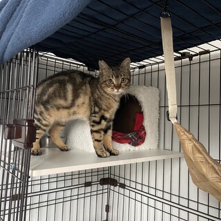 じゃりんこチエちゃん似の焦茶アメショー柄！