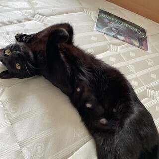 職場に住み着いた猫を保護しました