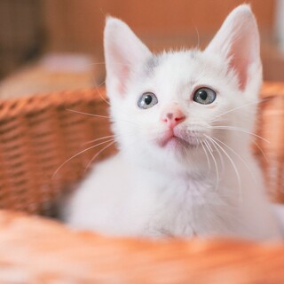 【兄妹ペア】パステル系三毛子猫のいくらちゃん