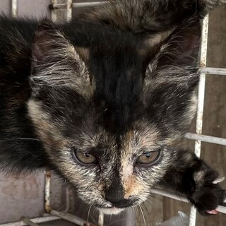 子猫、２ヵ月と少しサビちゃんです、