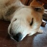 わんぱく？お調子者？[大福]