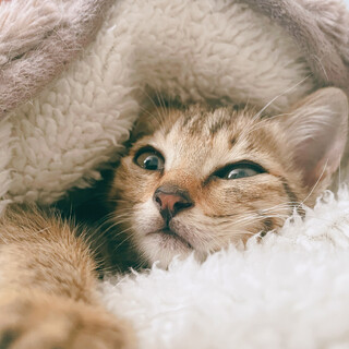 【至急】 約2ヶ月の子猫、お腹の上で寝るのが好き