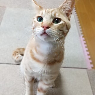 茶トラ界のゴロスリ王子！ゆうき君1歳