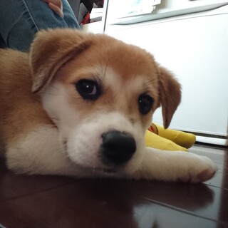 天真爛漫[モナカ]