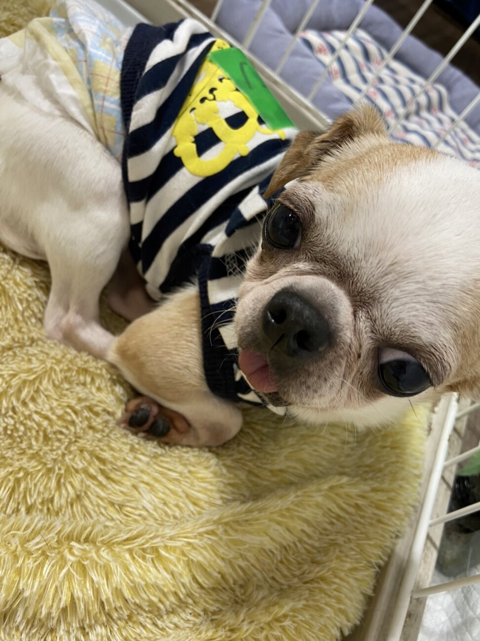 ファイン いびきが可愛い 東京都 犬の里親募集 ペットのおうち 月間利用者150万人