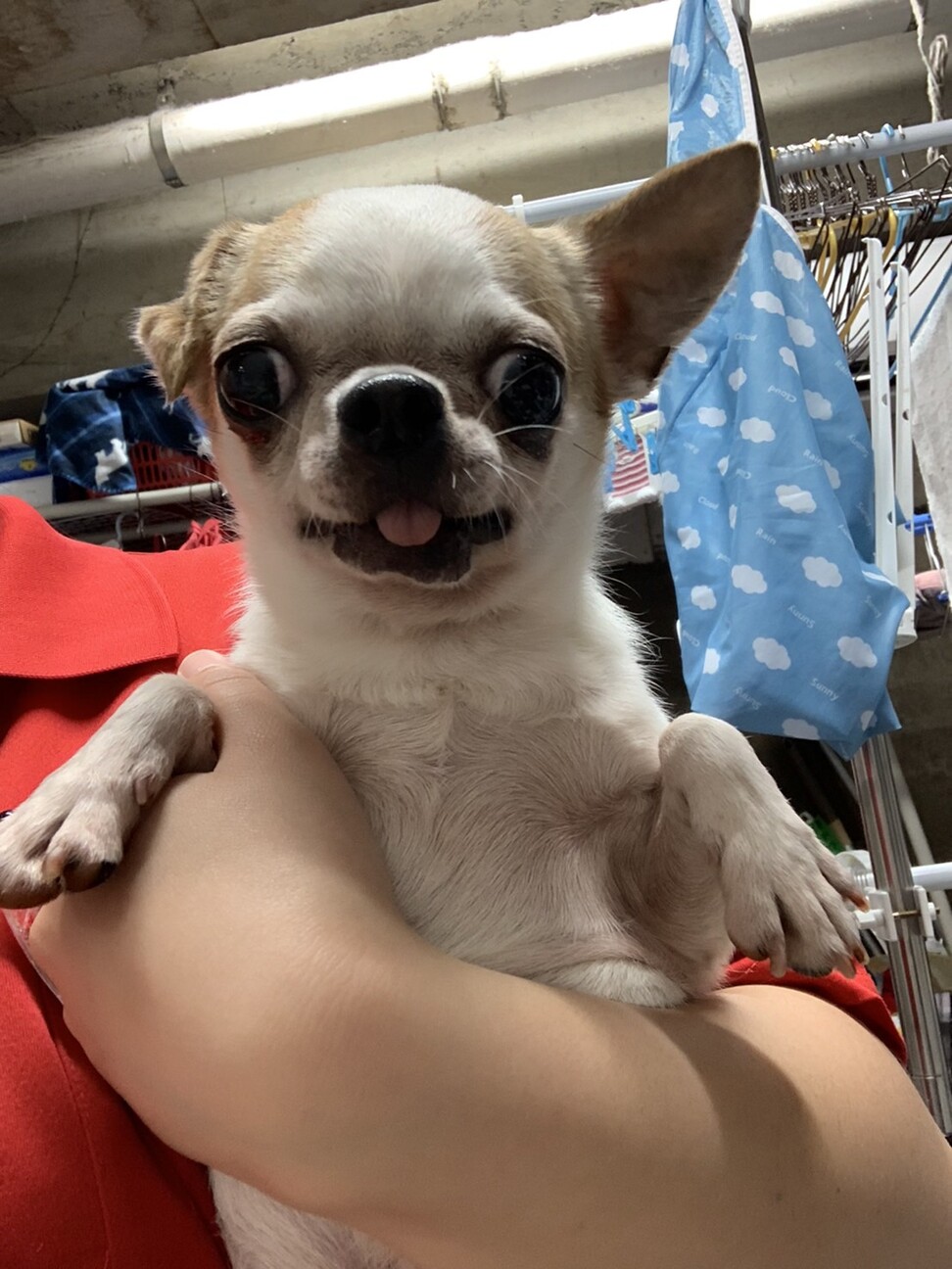 ファイン いびきが可愛い 東京都 犬の里親募集 ペットのおうち 月間利用者150万人