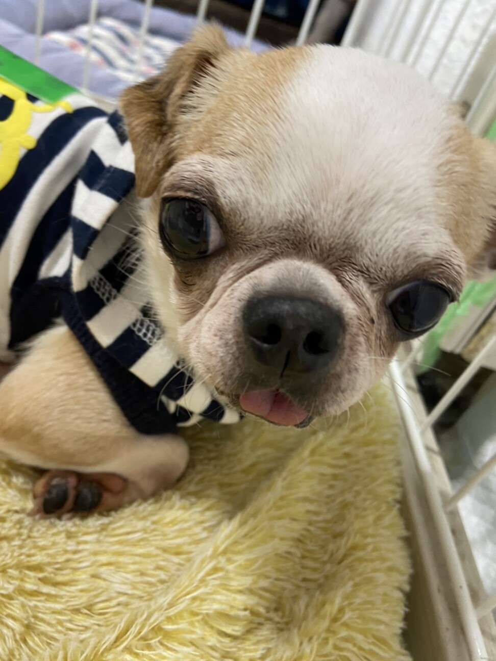 ファイン いびきが可愛い 東京都 犬の里親募集 ペットのおうち 月間利用者150万人