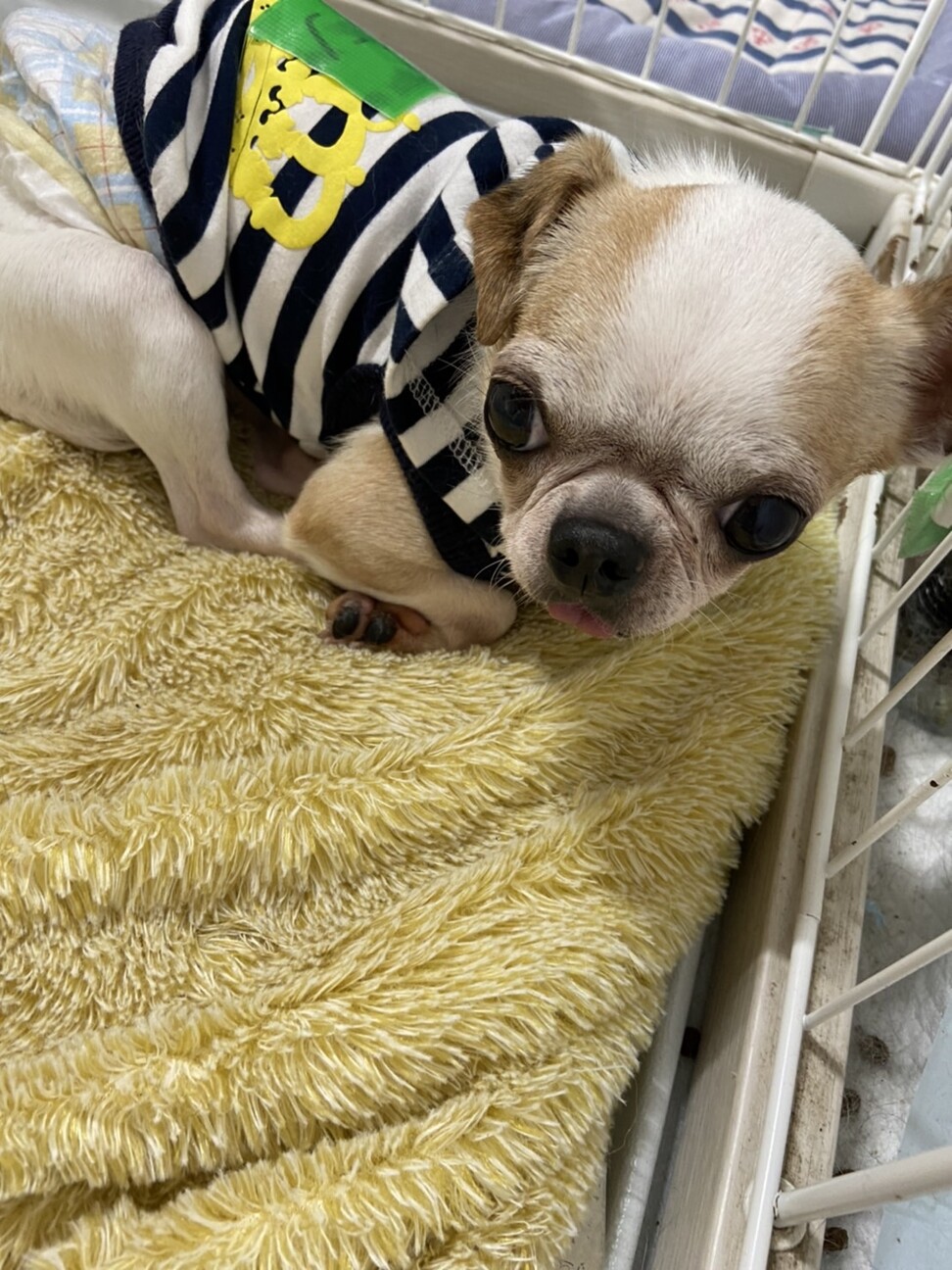 ファイン いびきが可愛い 東京都 犬の里親募集 ペットのおうち 月間利用者150万人