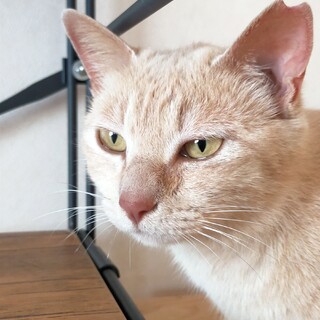 美しいミルクティー色❤「キャロル」❤女の子・約３歳