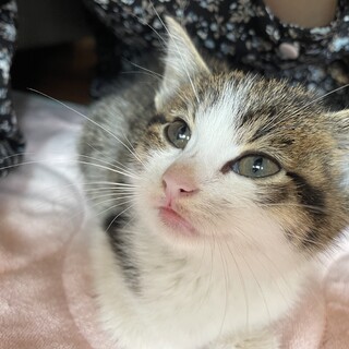 子猫　生後１ヶ月　里親募集