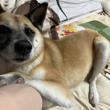 いつもどおり