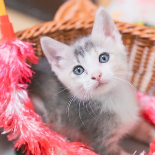 【兄妹ペア】パステル系三毛子猫のたらこゃん