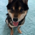 一旦、募集停止します！1歳の豆柴の男の子